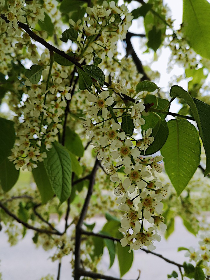 nature