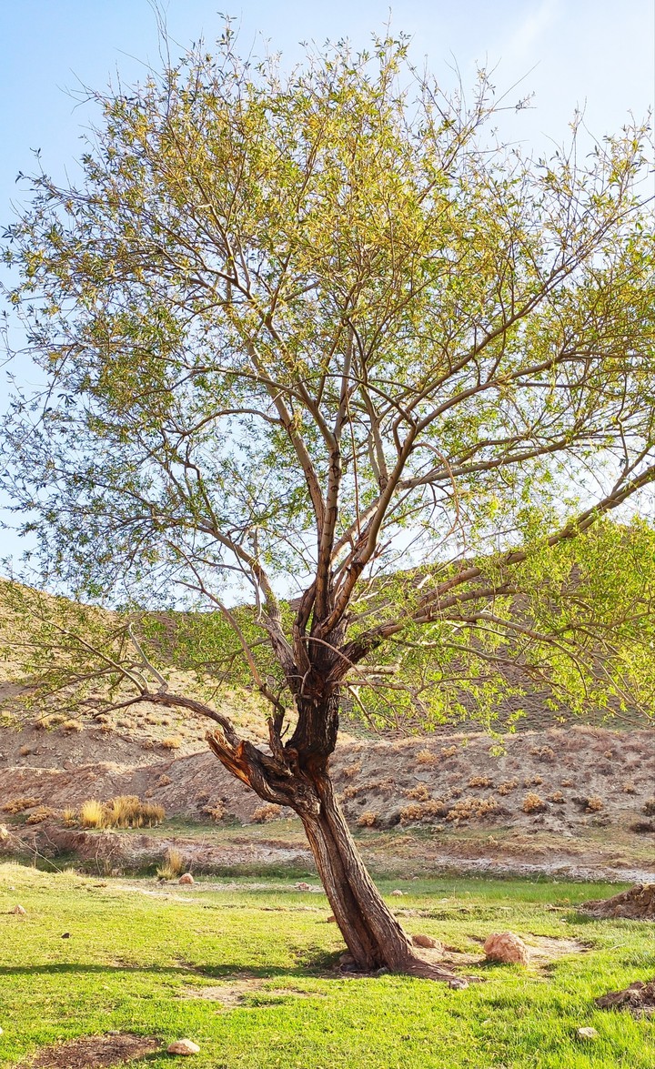 tree