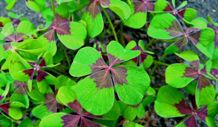 plant