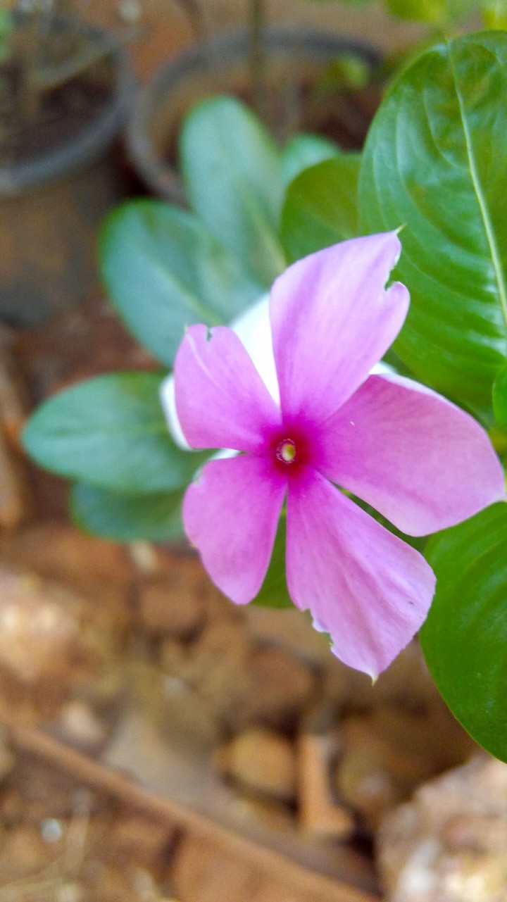 pink flower