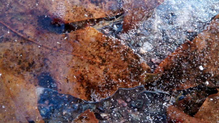 frozen leaves