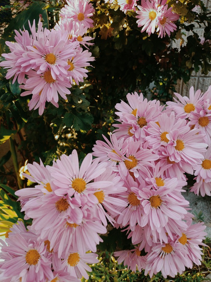 winter flowers