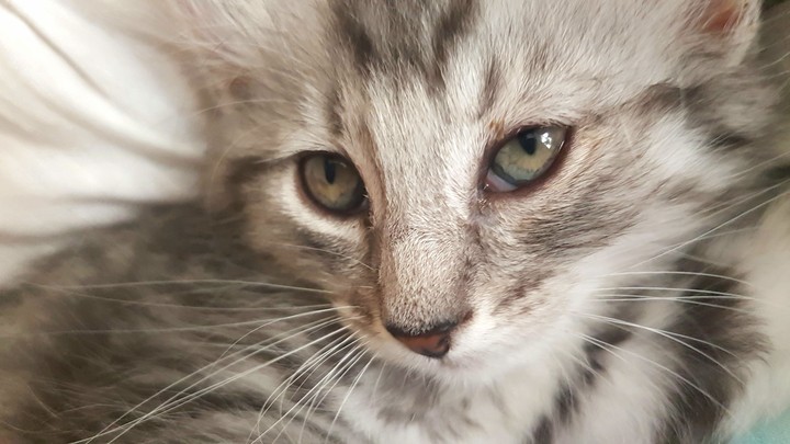 Leia the Cat