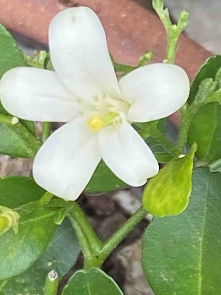 오렌지 쟈스민