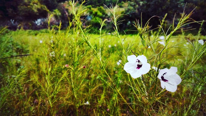 green world