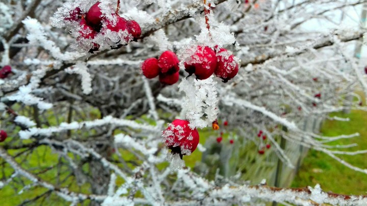 Winter tree