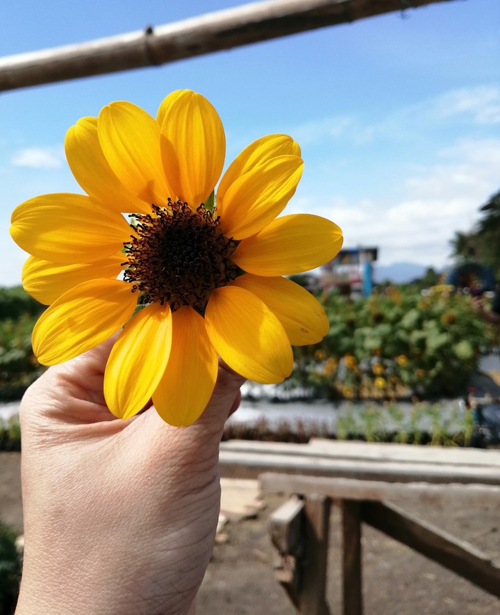 Sunflower