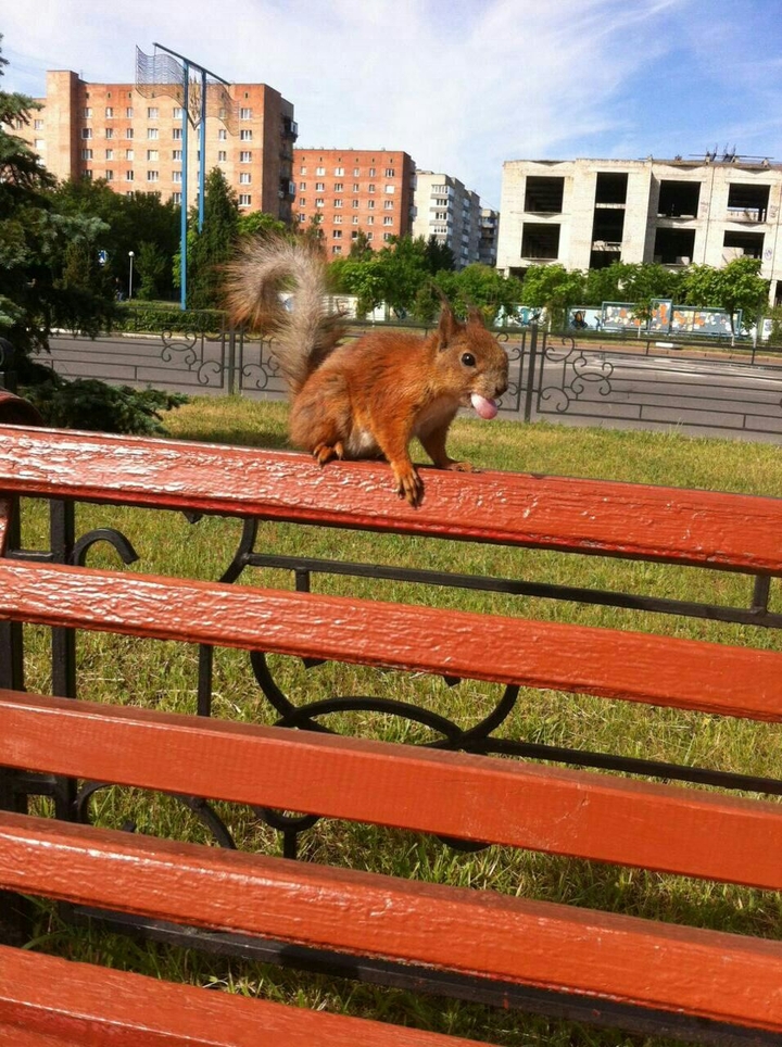 Бєлочка