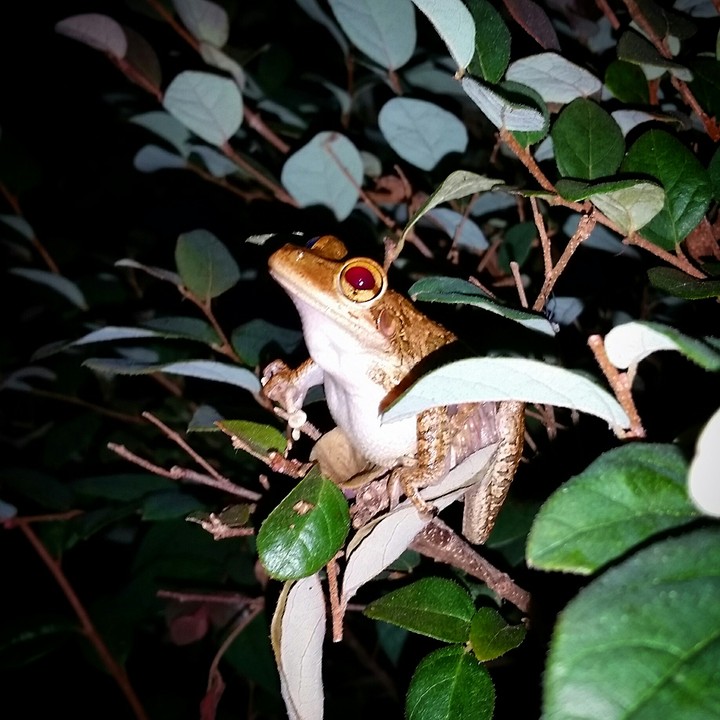 Frog by LizBensley