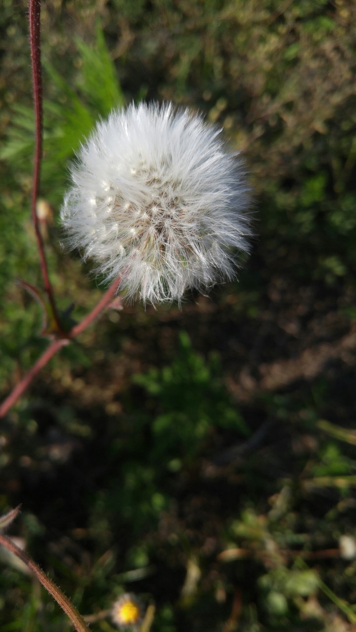 odywanchik