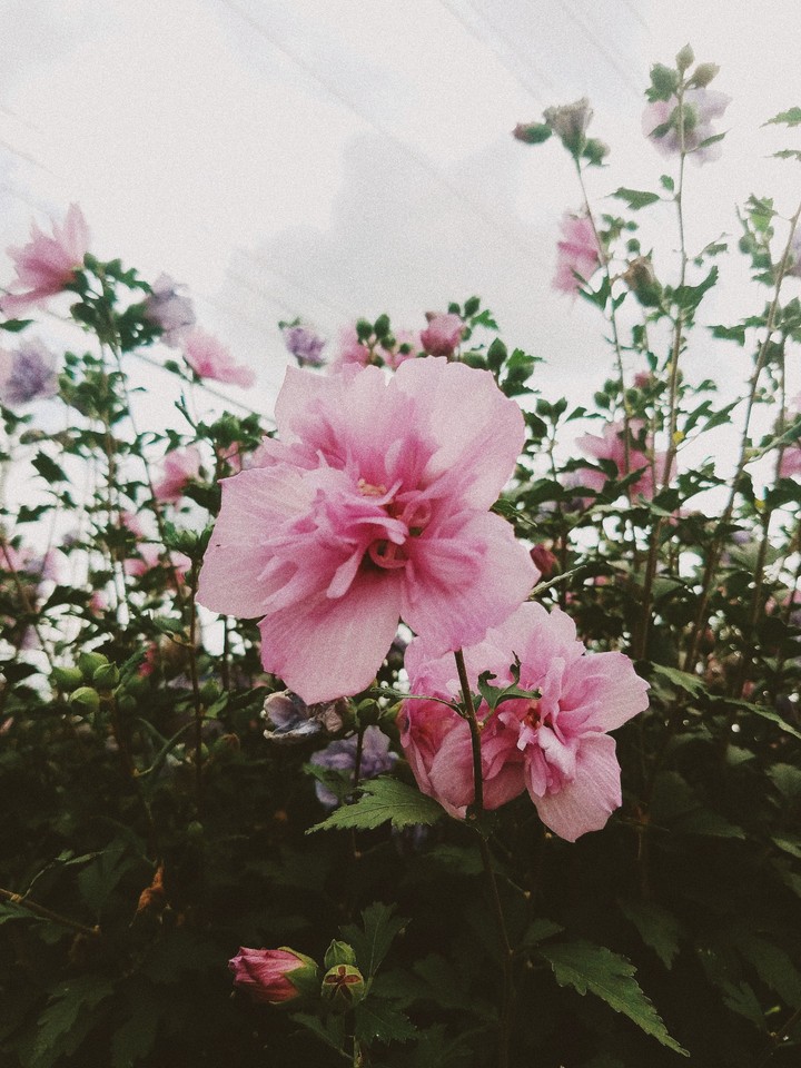 blooming flowers