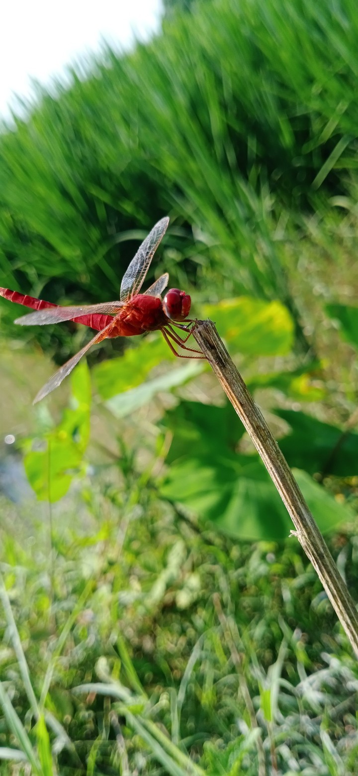 Red Dragonfly