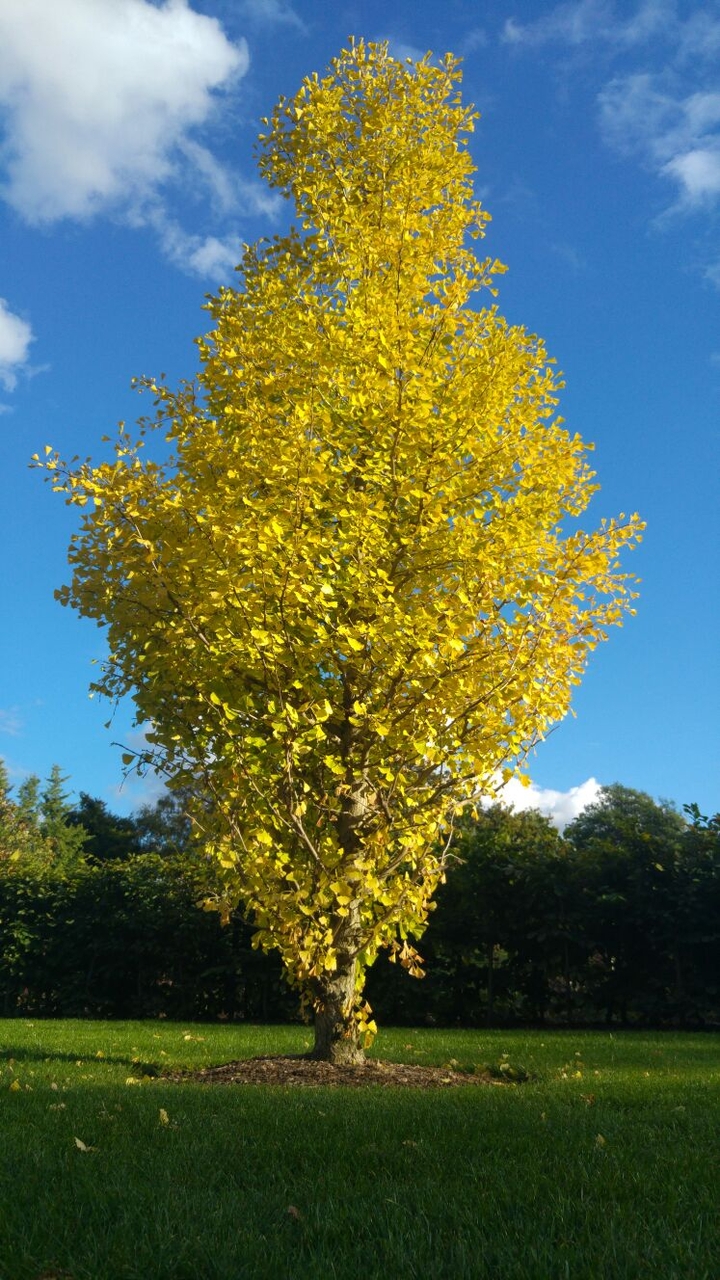 tree