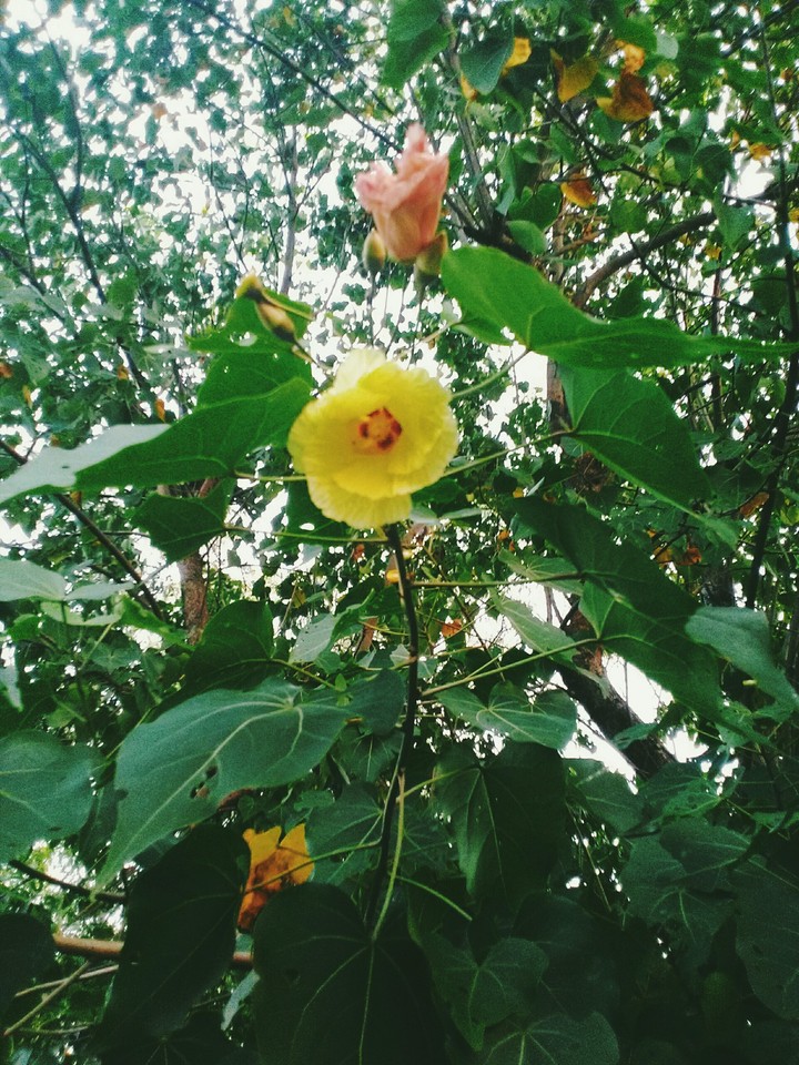 flower