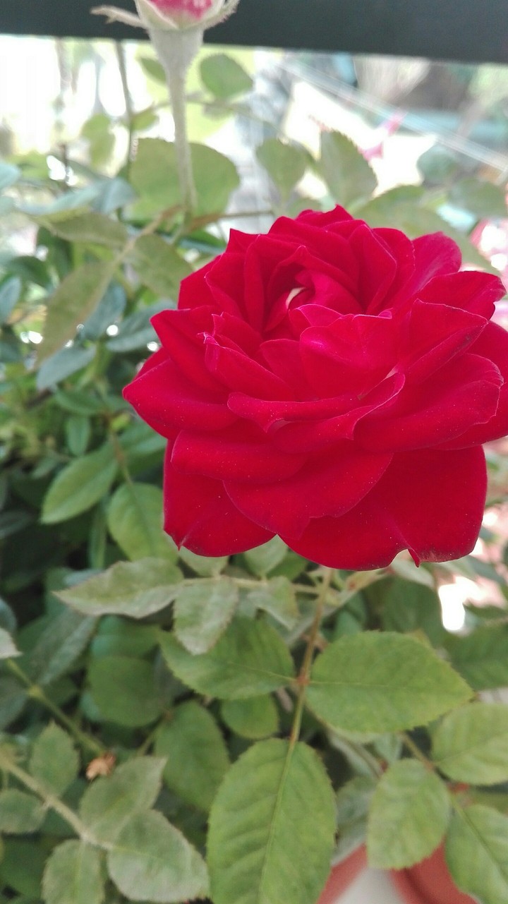 the rose in my balcony by eleftheria