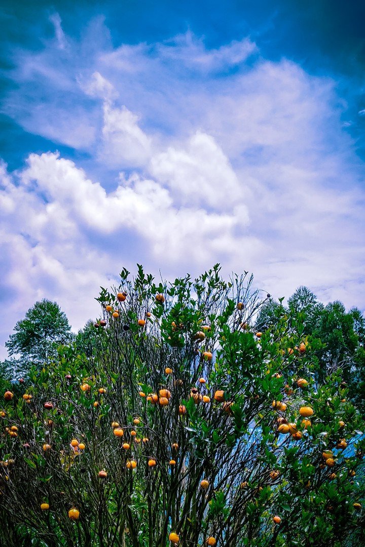 orange