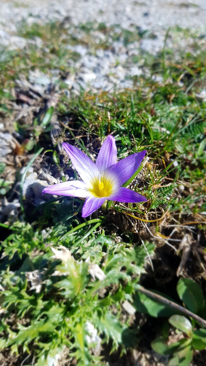 Winter flower