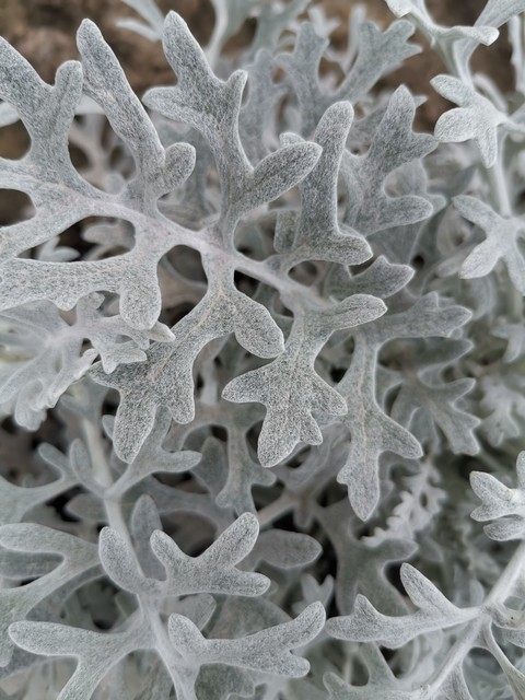 pattern, flower वॉलपेपर