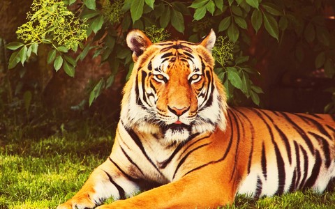 Roar