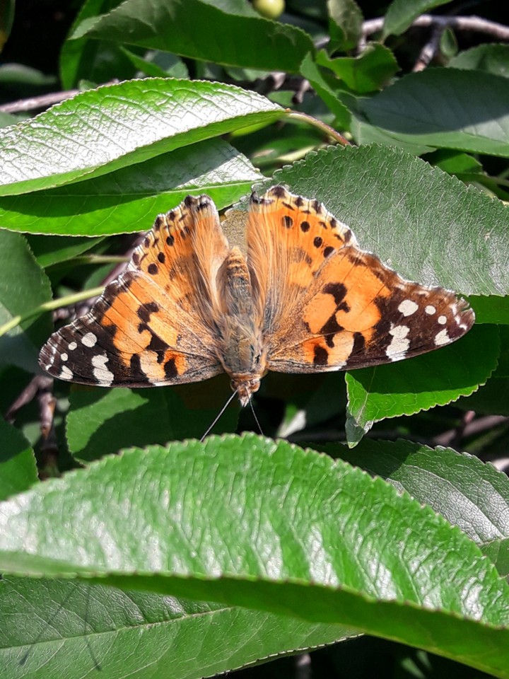 Very beautiful butterfly ???
