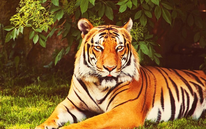 Roar
