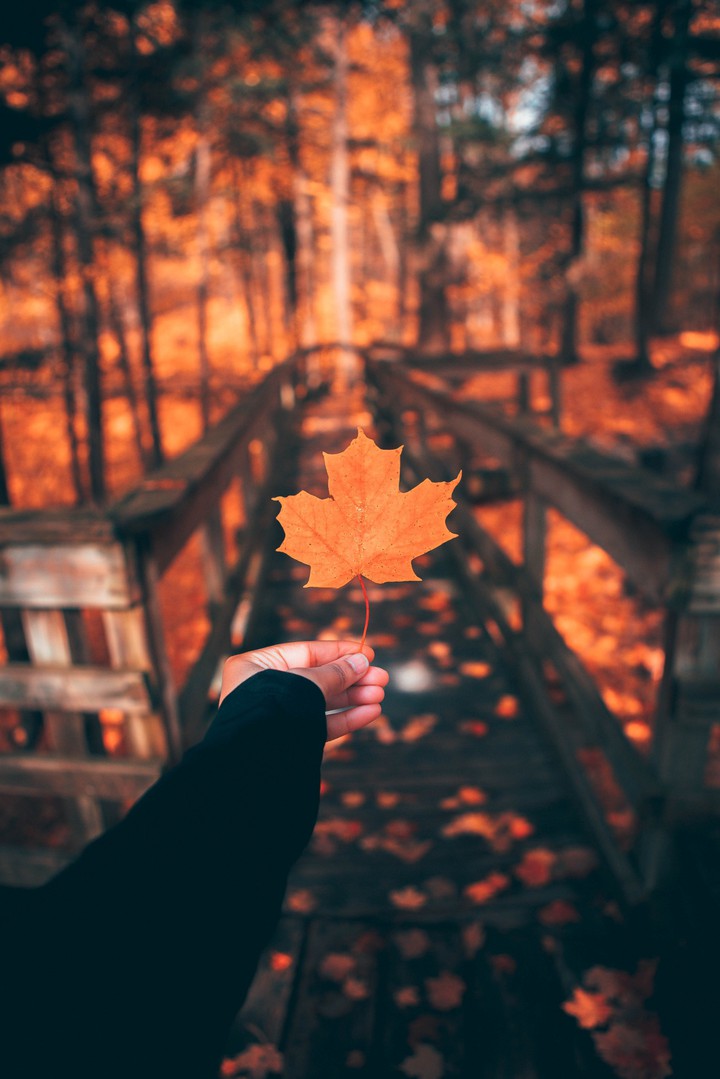 Leaf