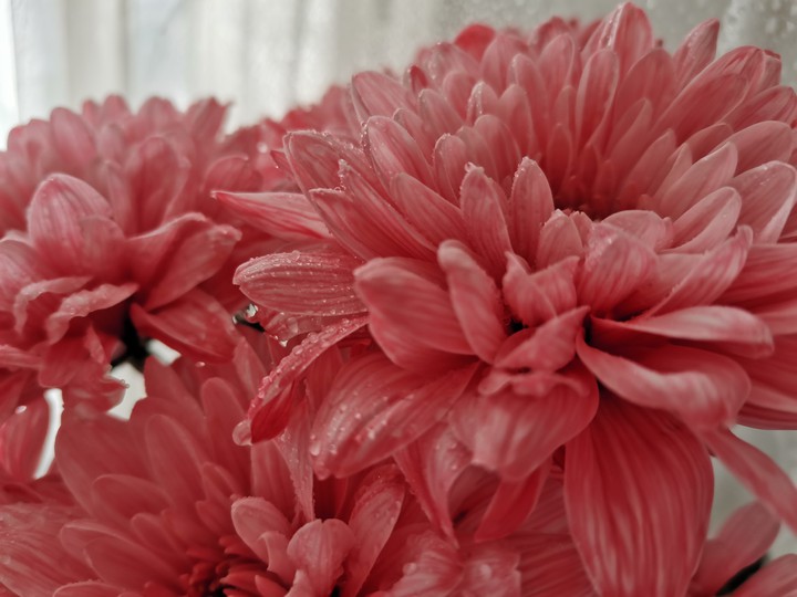 beautiful flowers