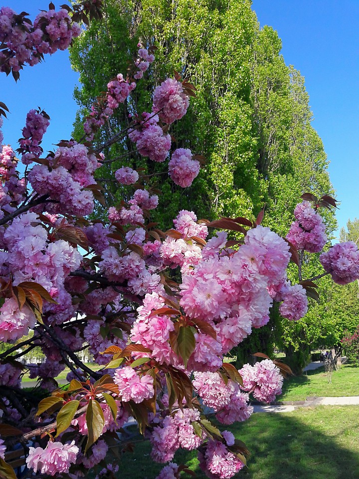 beautiful spring