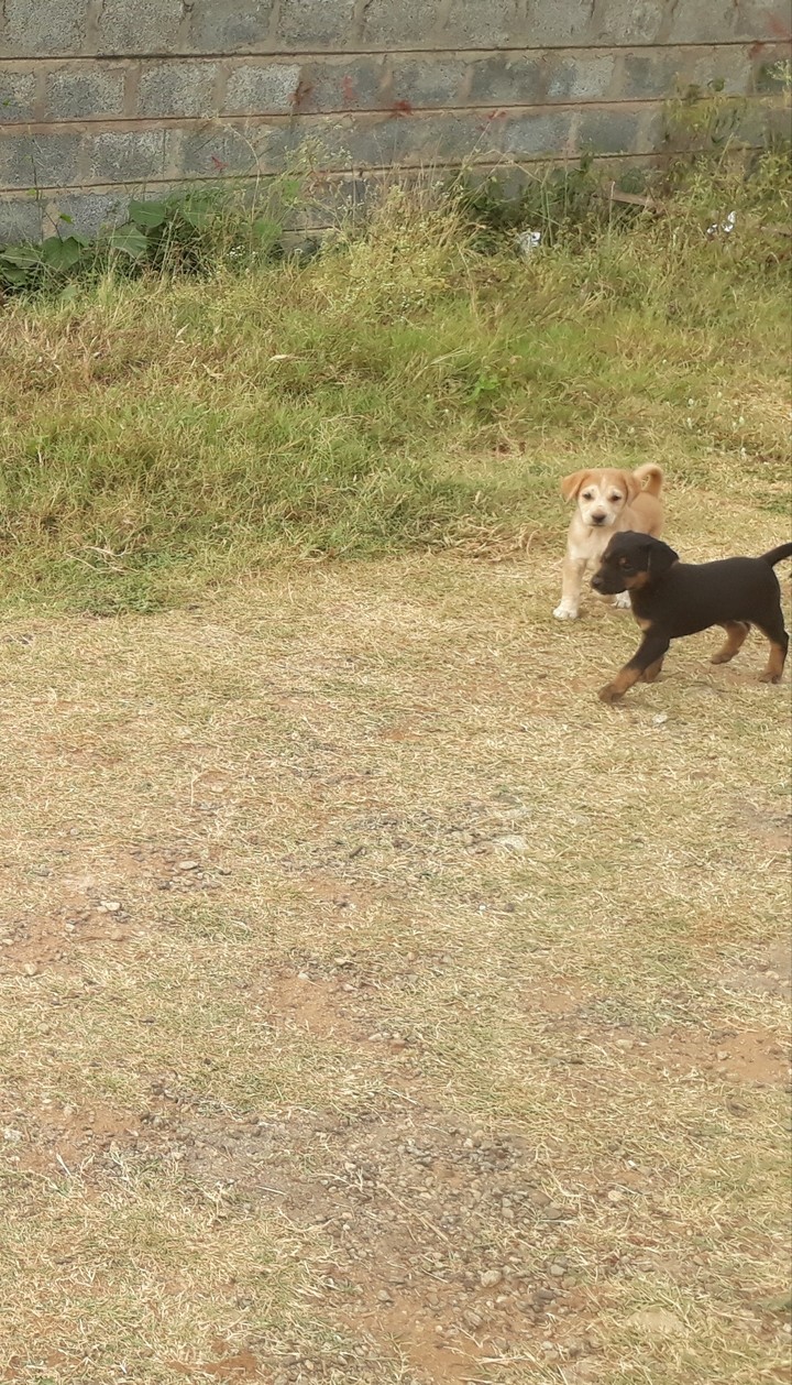 Puppies