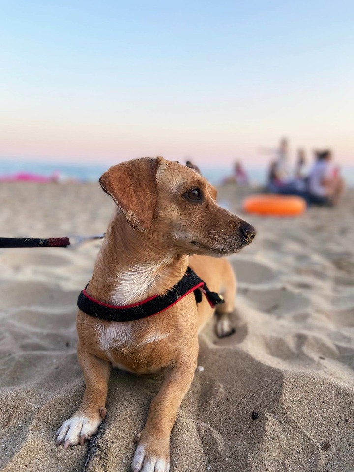friends' dachshund