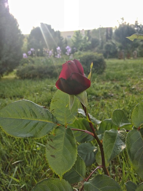 rose