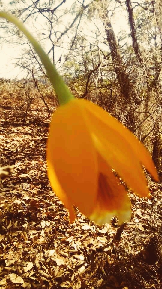 flores