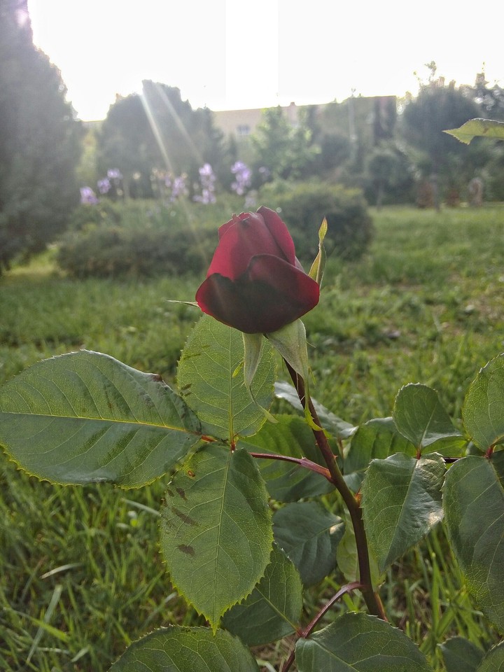 rose
