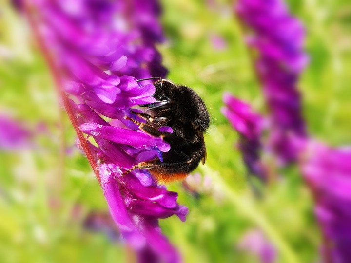 wild bee at work