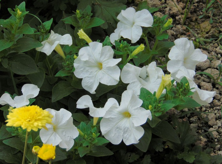Beautiful White Petunias