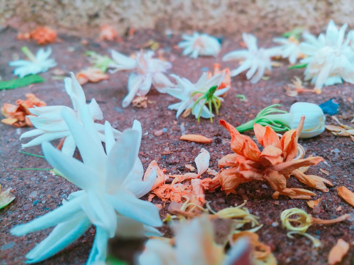 Flower love ?