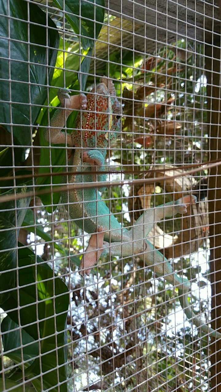 Zoo days