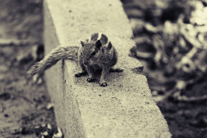 squirrel in the garden looking super cool