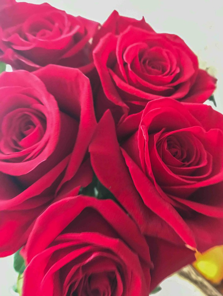 rose