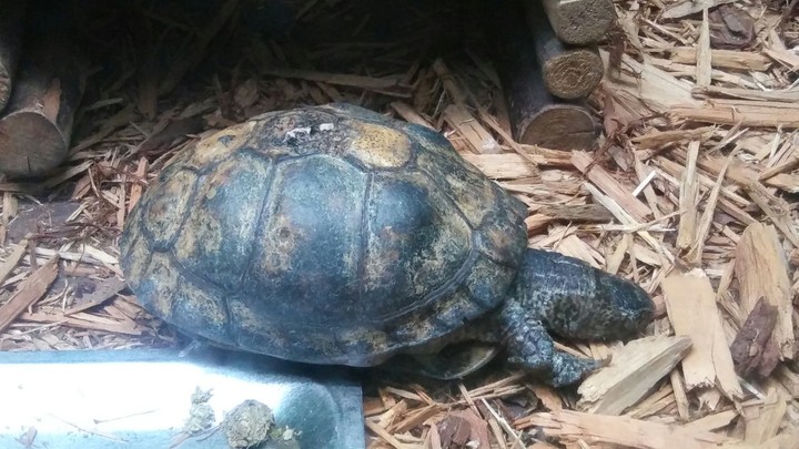 Turtle, Cape May Zoo