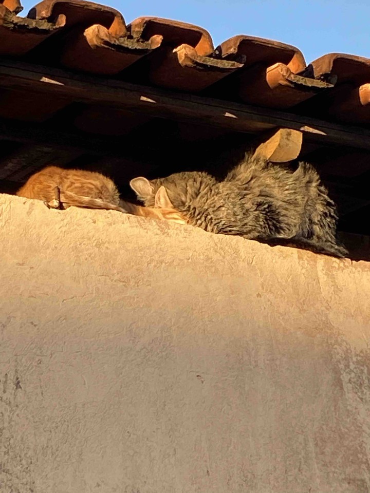 cats