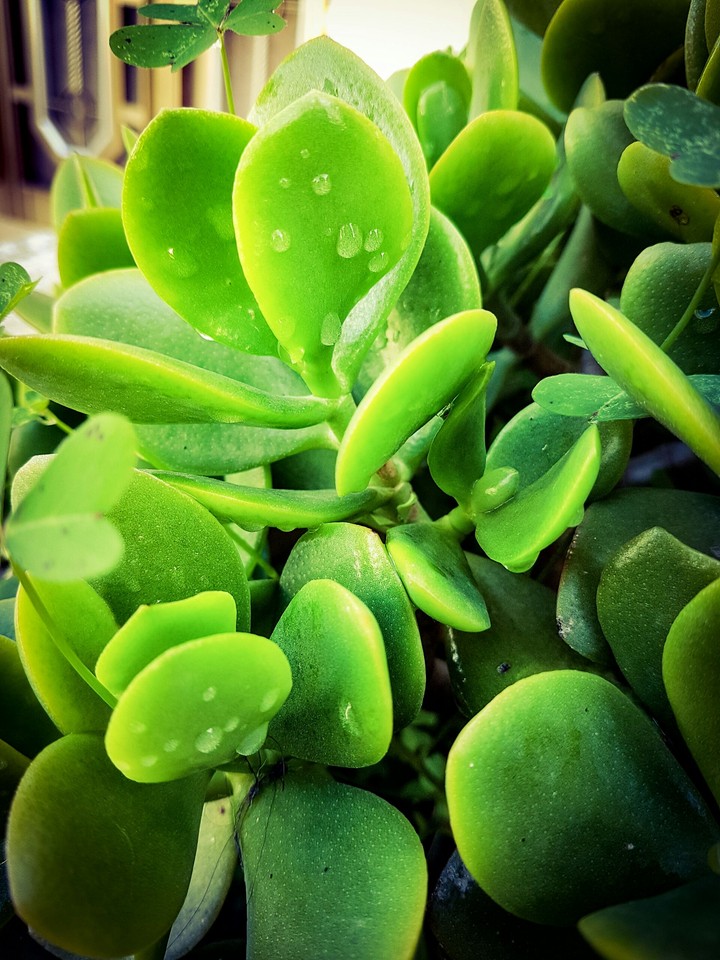rain