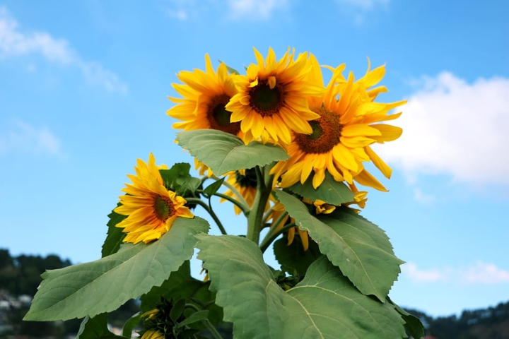 sunflower