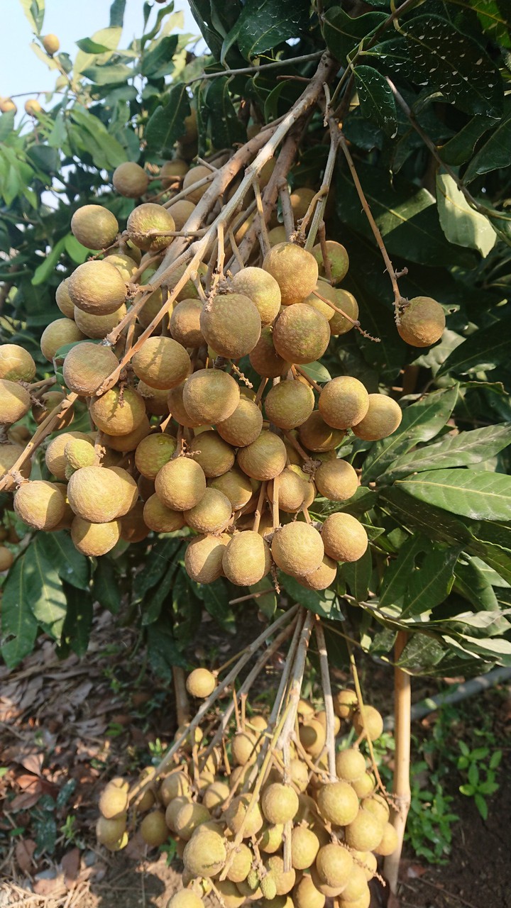 fruit in Việt Nam