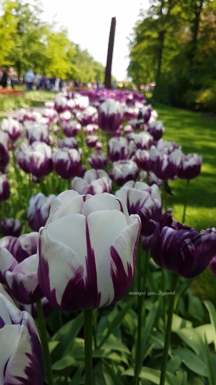 flowors