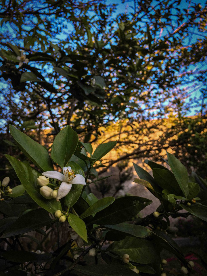 fotinha do fundo do quintal da vózinha