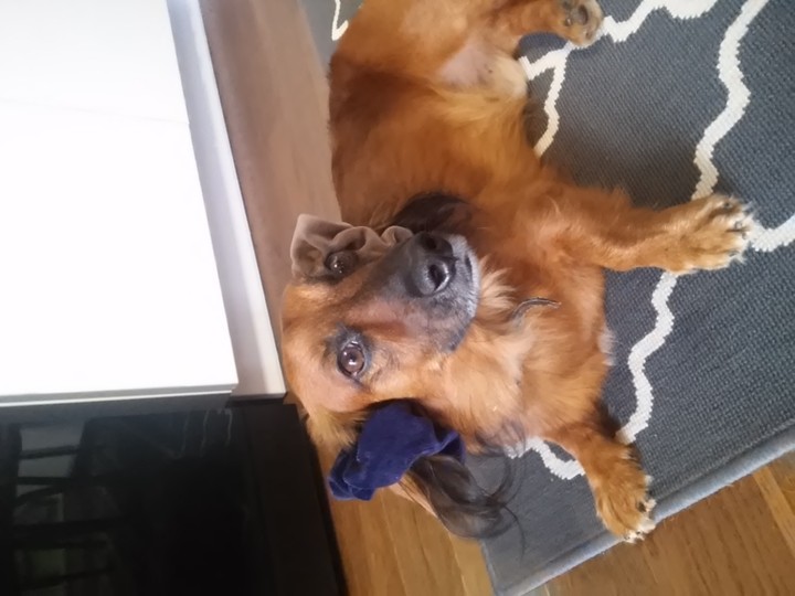 my dog