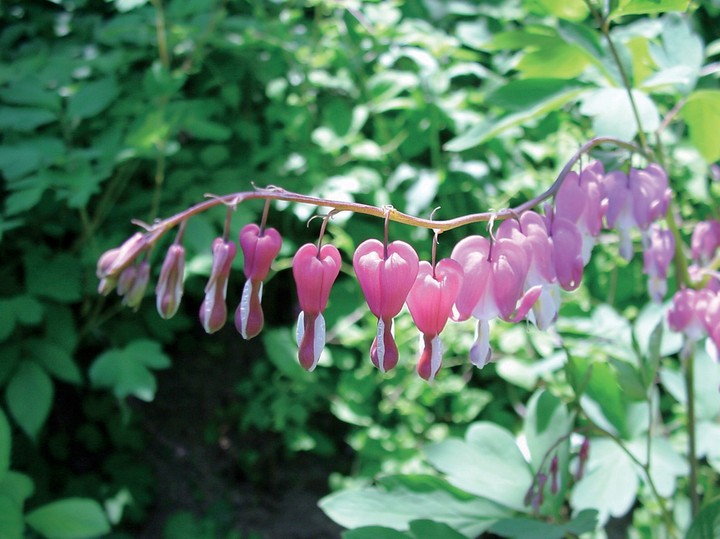 자연이미지