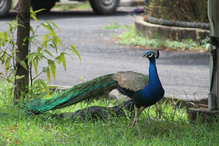 peacock