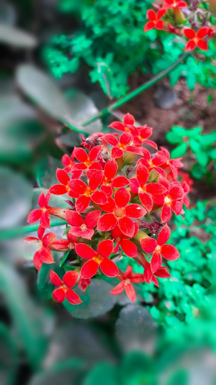 flowers